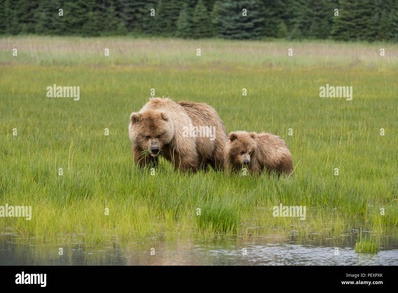 Alaskan coastal brown bear, Alaska Stock Photo - Alamy