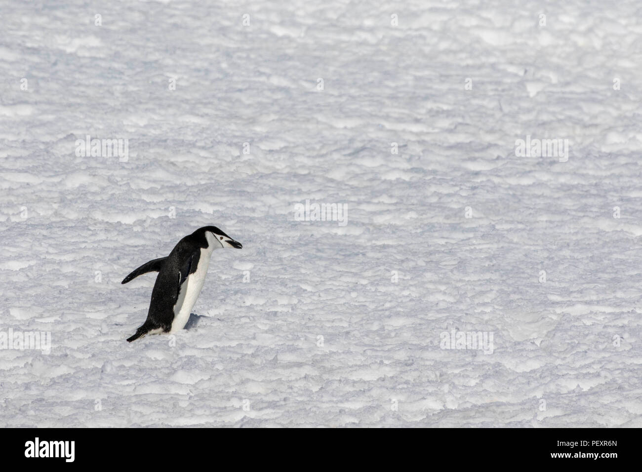 Chinstrap penguins in the snow in the South Shetland Islands Stock Photo Alamy