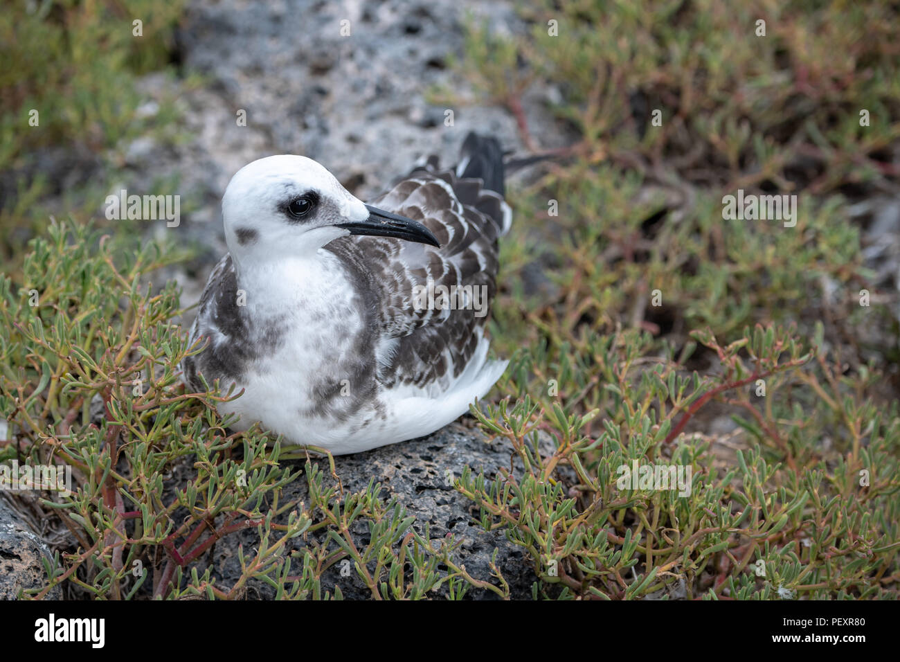 Juvenile swallow-tailed gull (Creagrus furcatus) in the Galapagos Stock Photo