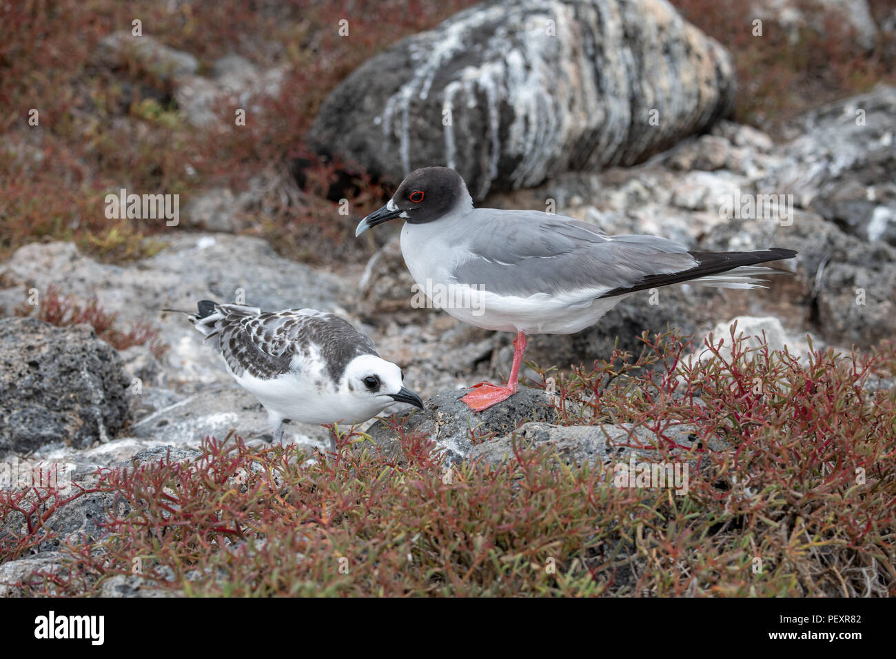 Swallow-tailed gull (Creagrus furcatus) in Galapagos Islands Stock Photo