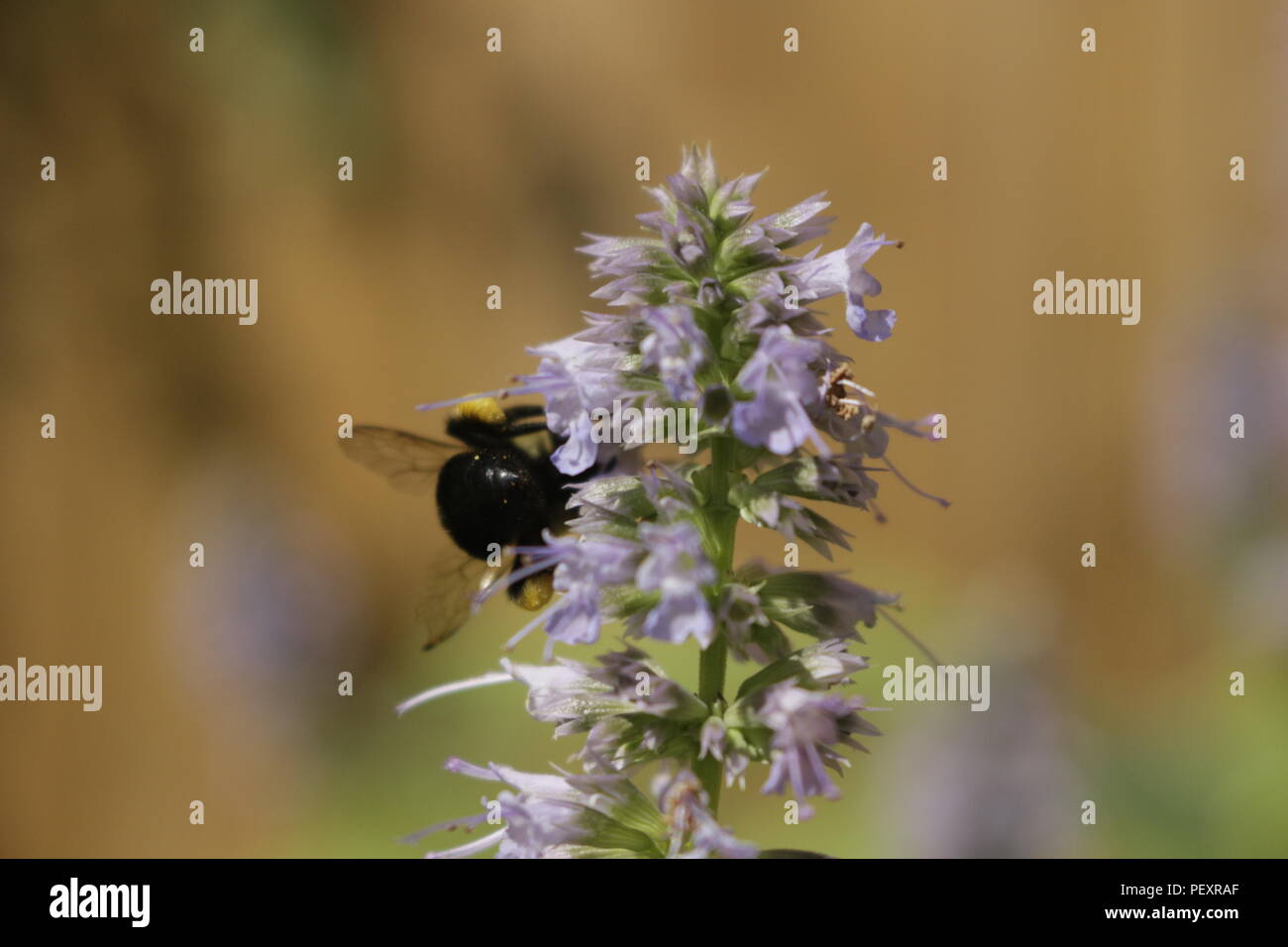 honey bee pollinating a licorice mint plant. Licorice mint is used for medicinal and other teas.. Stock Photo