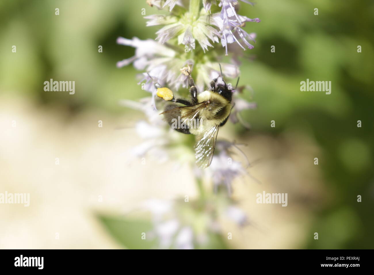 honey bee pollinating a licorice mint plant. Licorice mint is used for medicinal and other teas.. Stock Photo