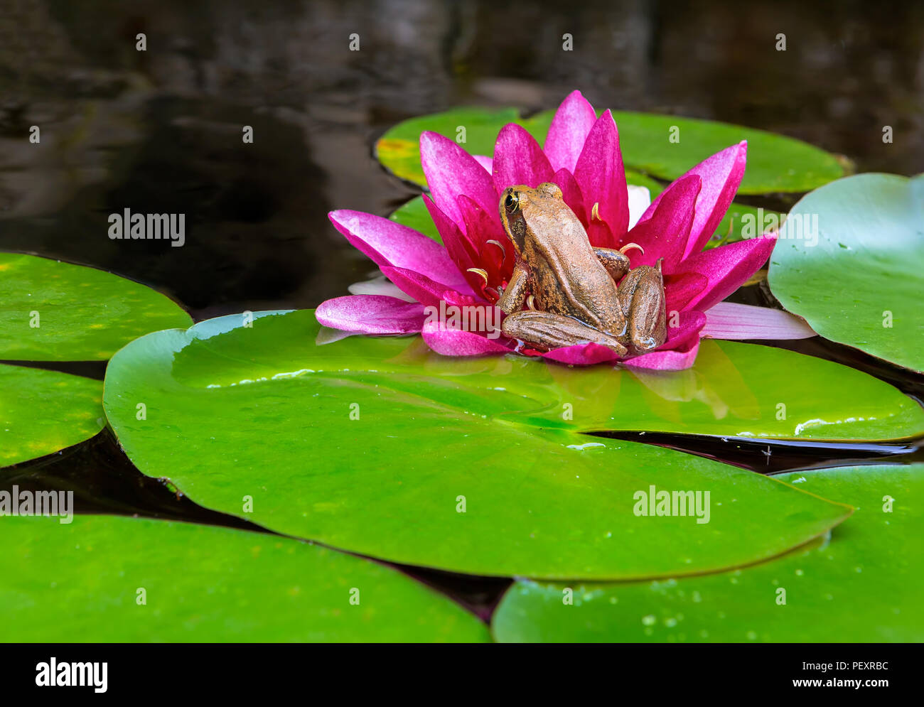 Pacific Chorus Tree Frog sitting on pink Water Lily Flower igarden backyard pond Stock Photo