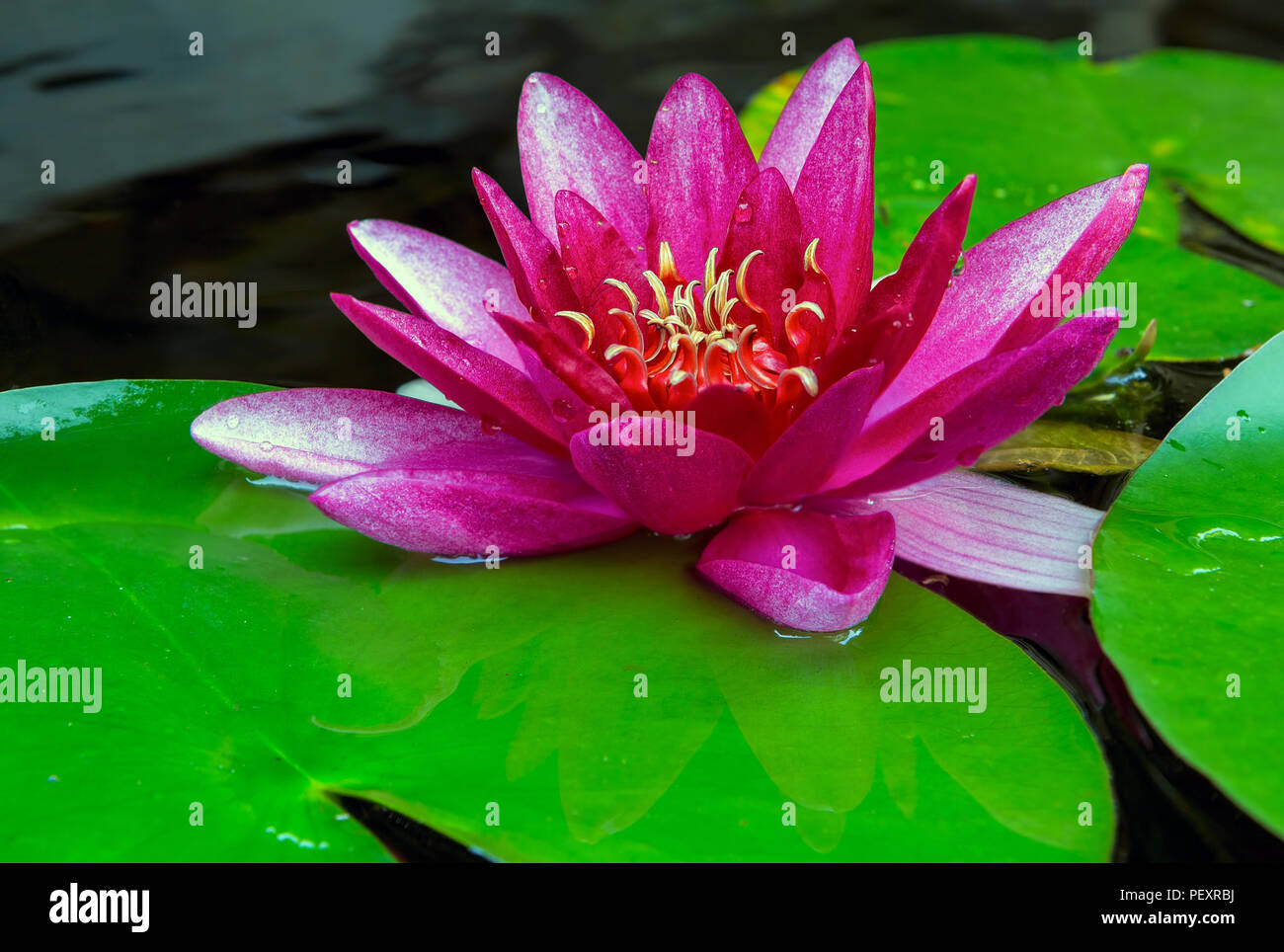 Pink water lily flower blooming in garden backyard pond during summer closeup Stock Photo