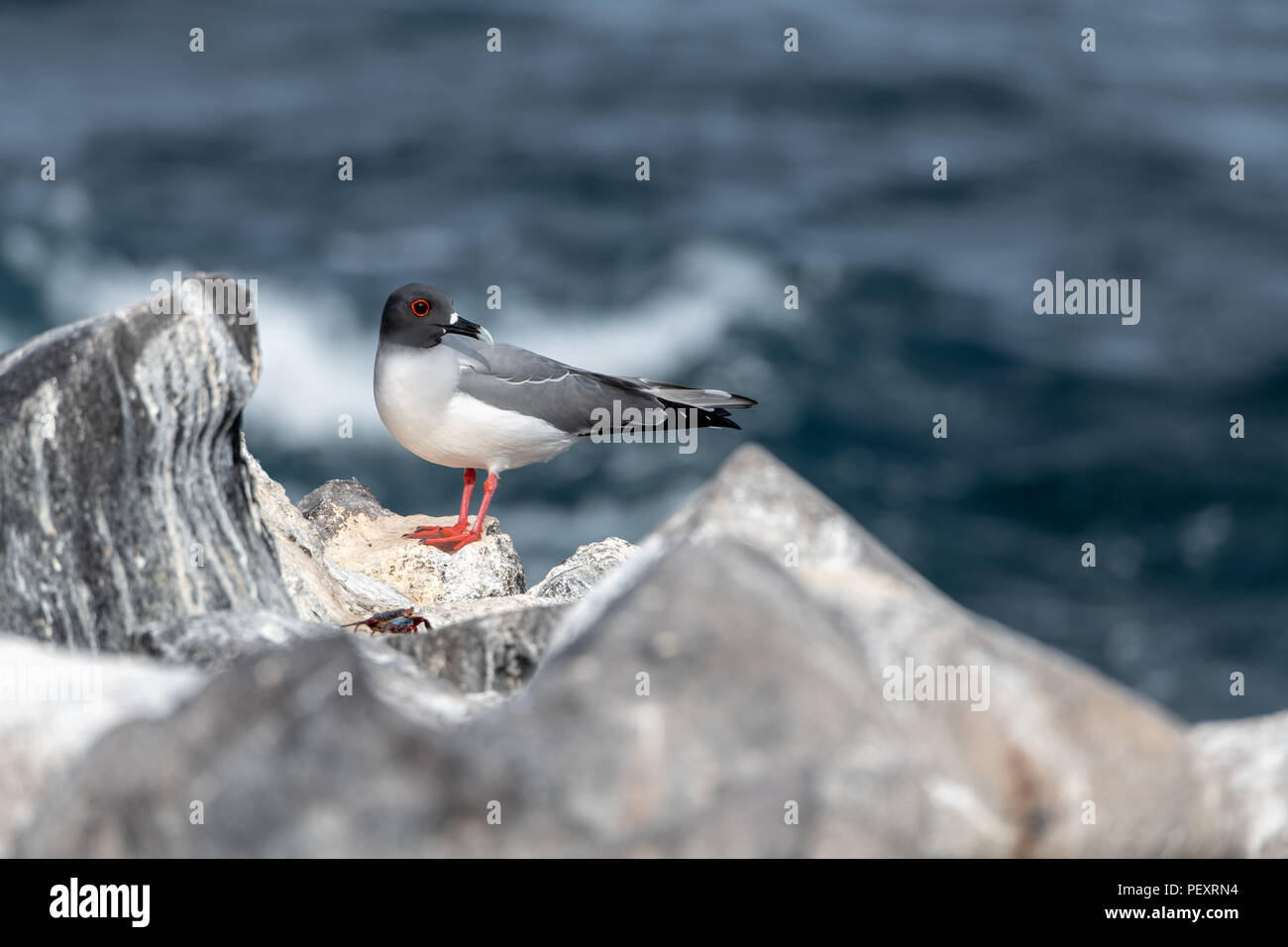 Swallow-tailed gull (Creagrus furcatus) in Galapagos Islands Stock Photo