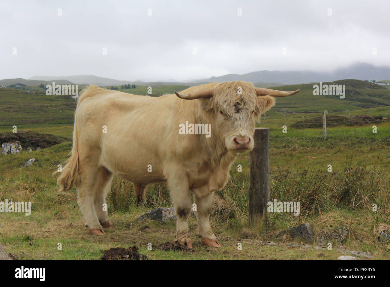 Bird on highland cow hi-res stock photography and images - Alamy