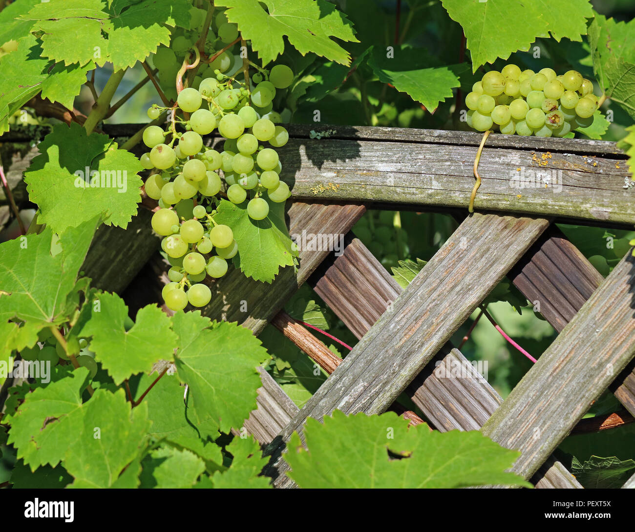 Fresh green grapes on old wooden fence background with copy space Stock Photo