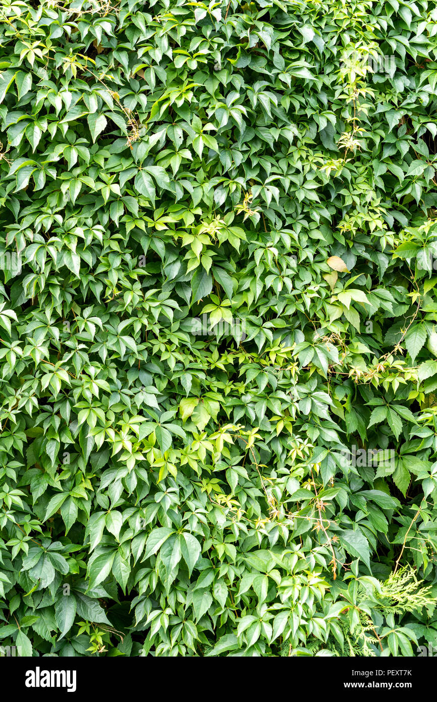 Virginia creeper Parthenocissus quinquefolia Stock Photo