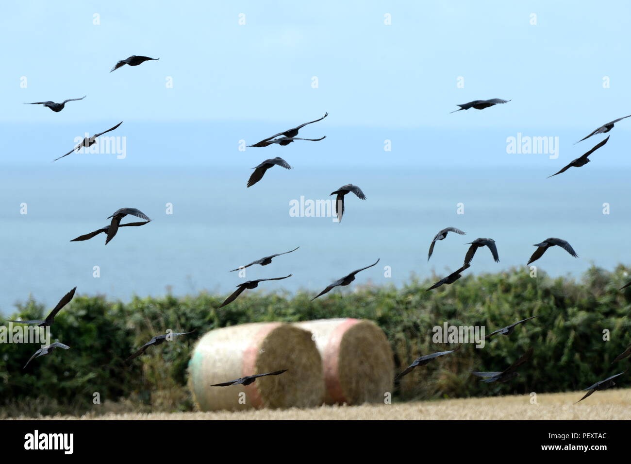crows glide in unison over field Stock Photo