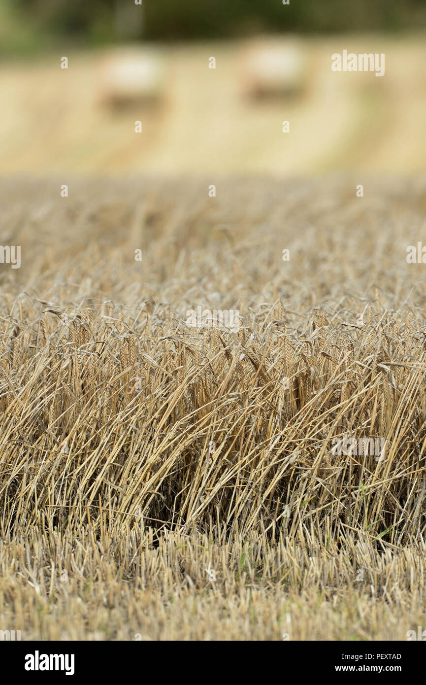 Field of barley ready for harvesting selectively focused Stock Photo