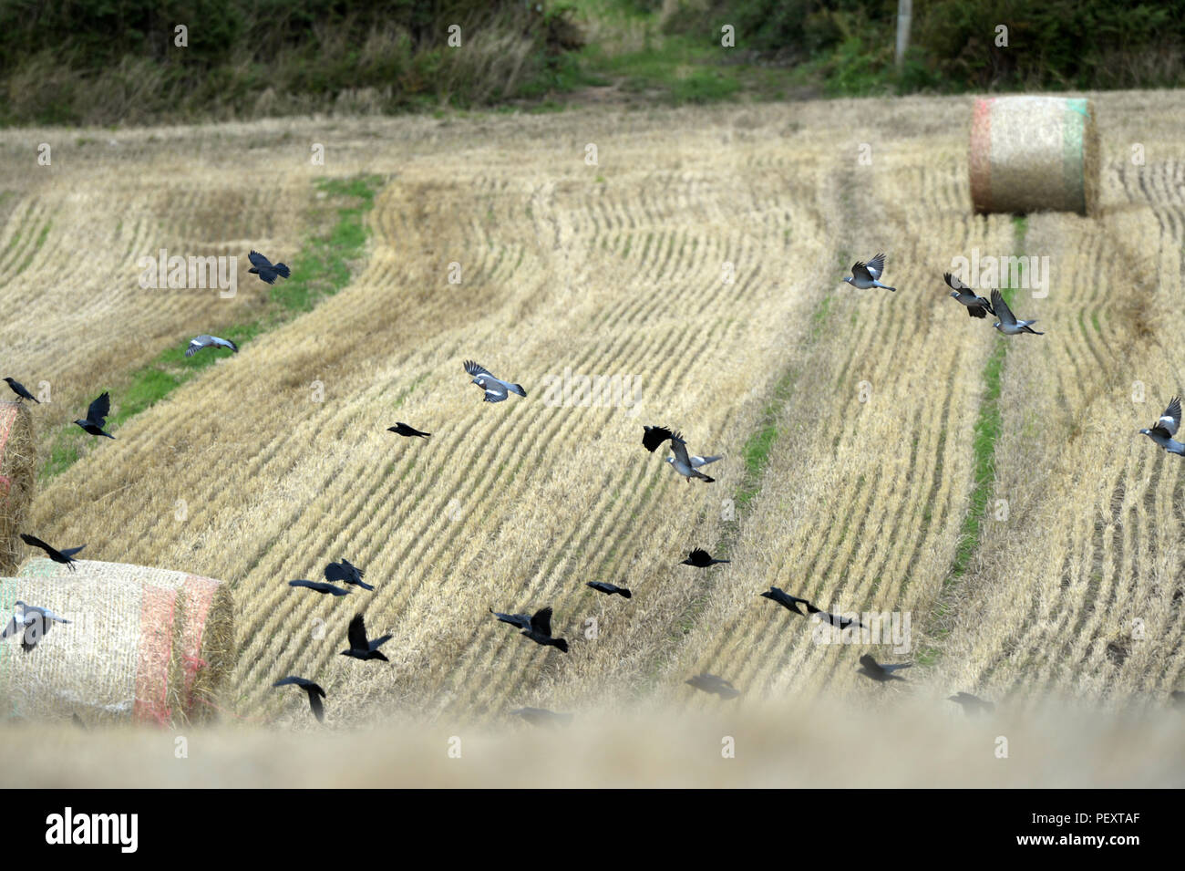 birds flocking over corn field Stock Photo