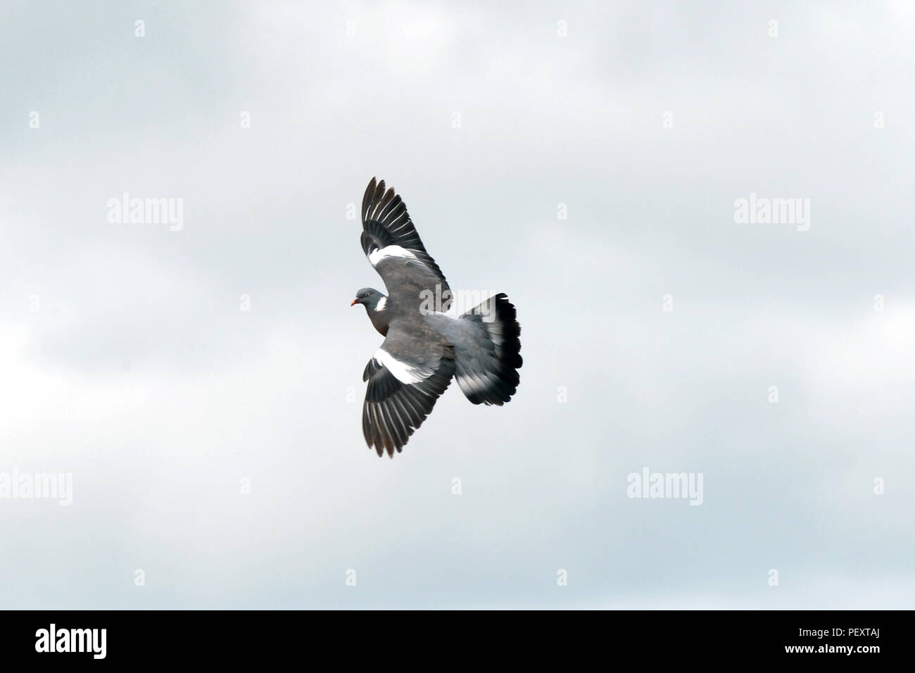 wood pigeon in flight Stock Photo
