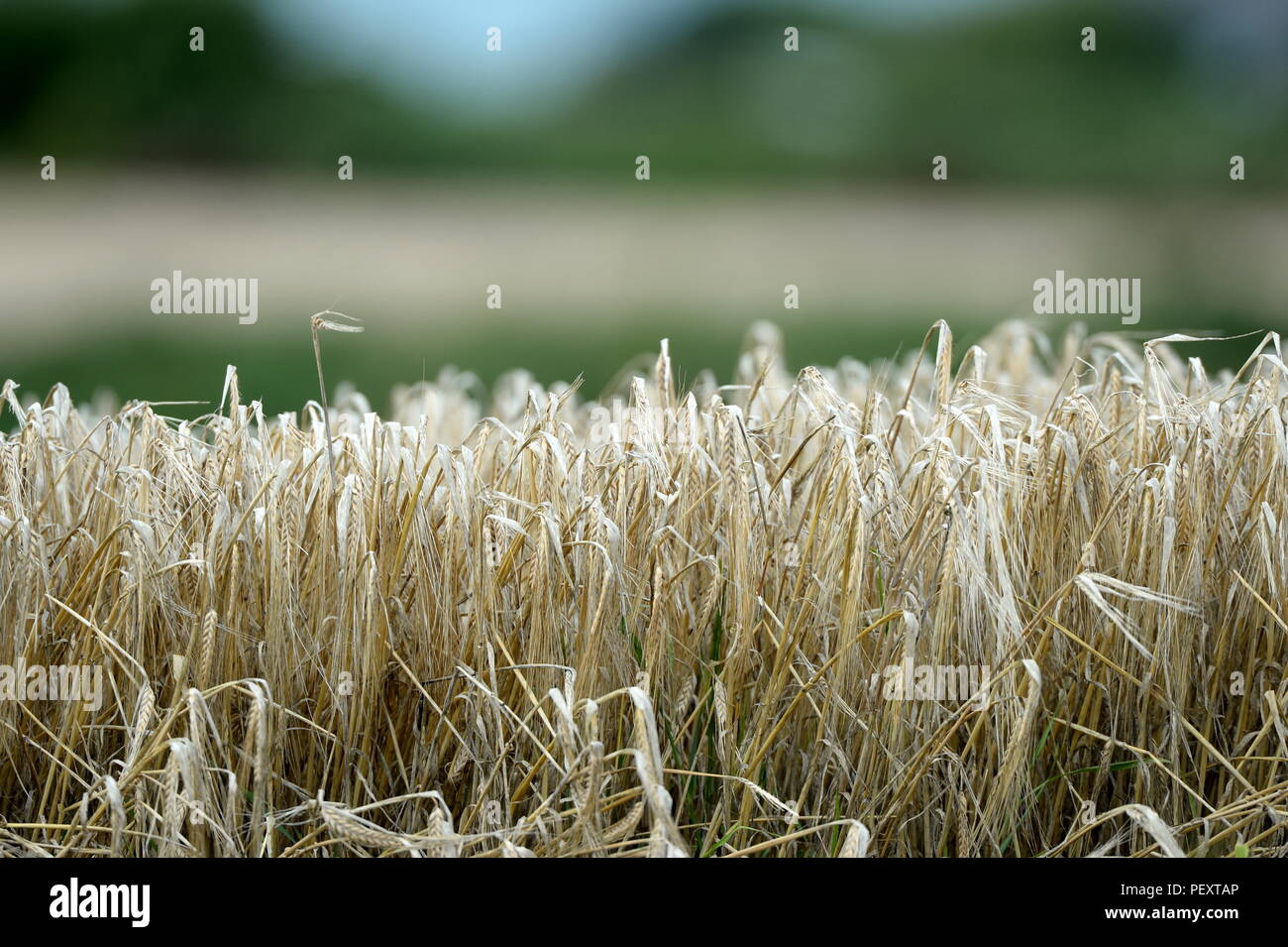 Field of barley ready for harvesting selectively focused Stock Photo