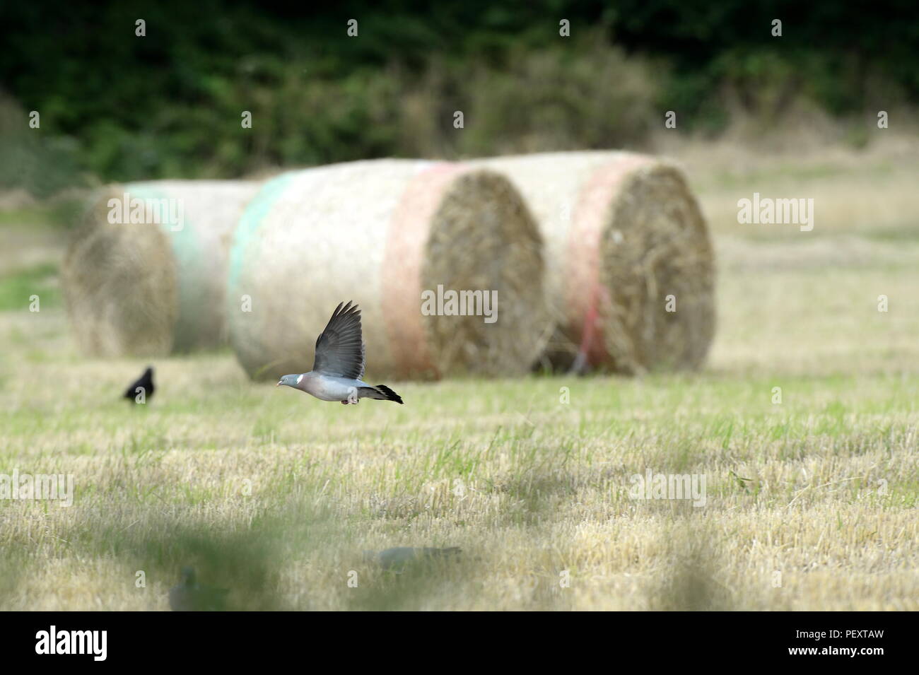 pigeon speeds across  a stubble field Stock Photo