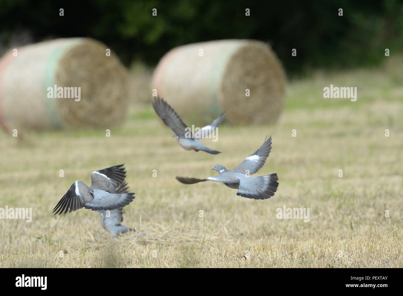 flock of pigeons flying over a field of corn Stock Photo