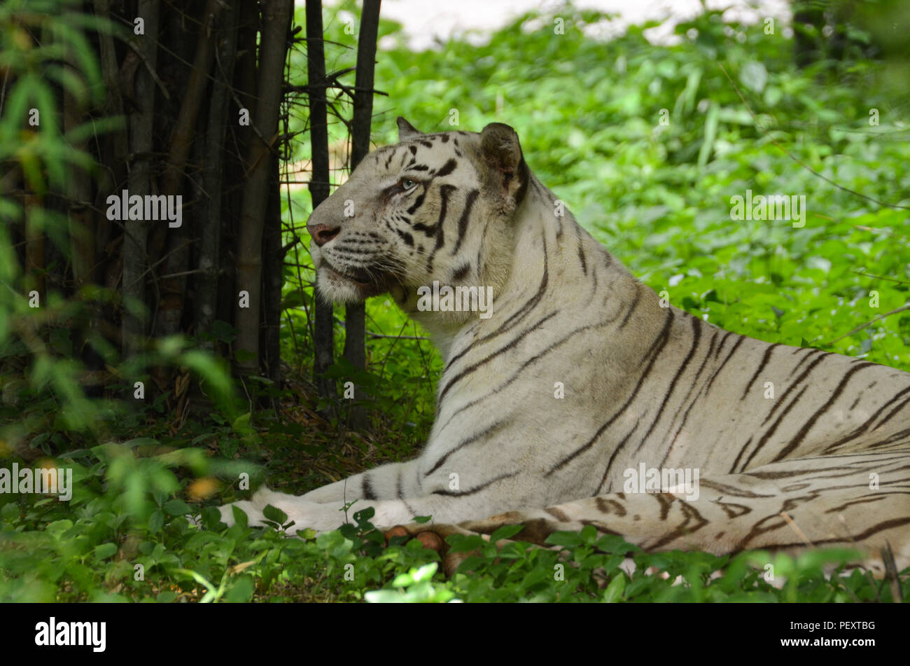 Magestic White Tiger Stock Photo