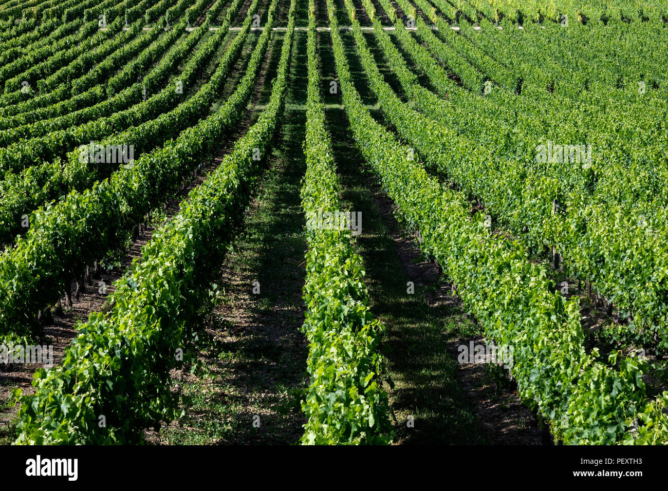 Wine Production - Rows of vines in a vineyard in the Dordogne region of France Stock Photo