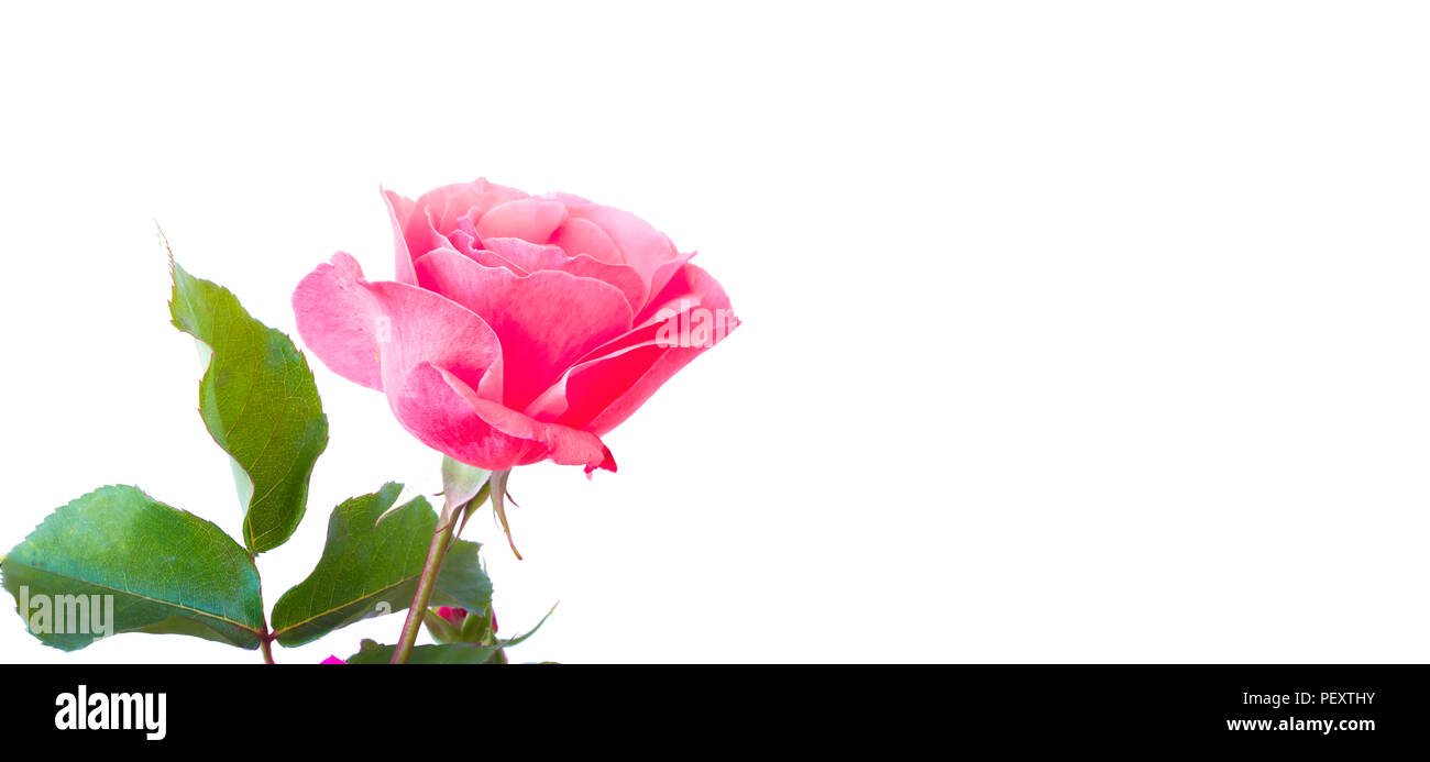 pink single rose with isolated white background Stock Photo - Alamy