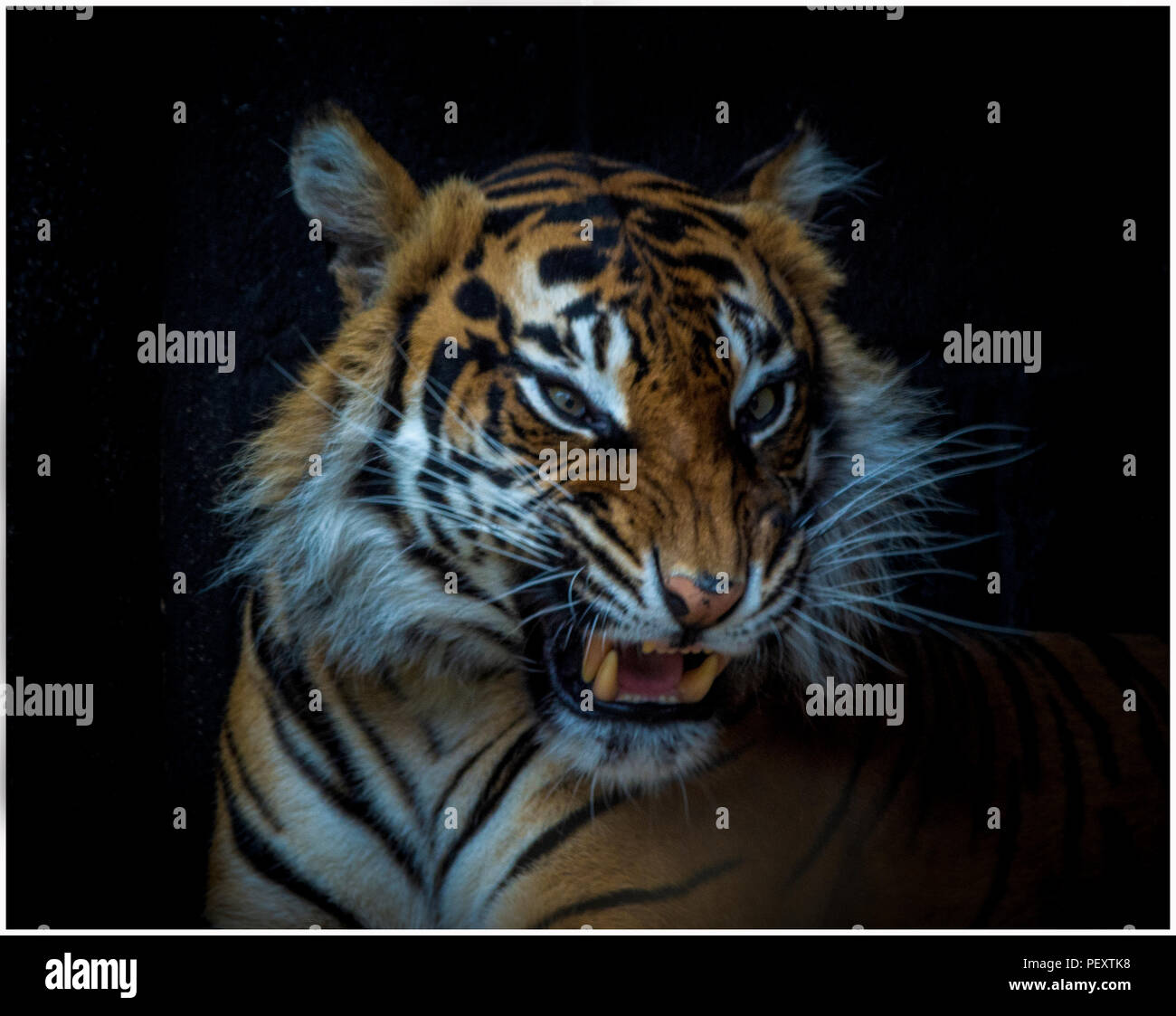 Sumatran Tiger photographed in captivity Stock Photo