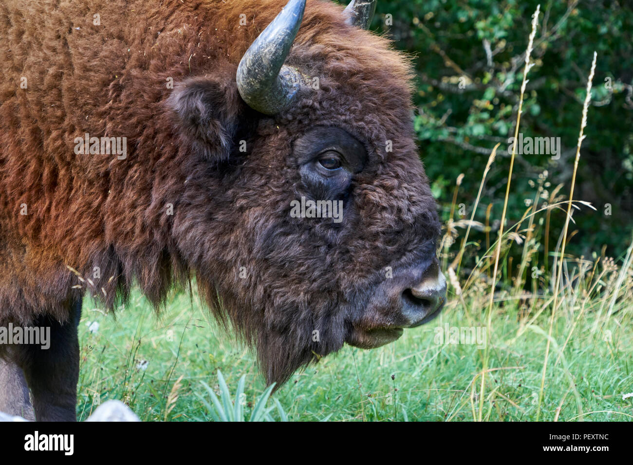 Rewilding area hires stock photography and images Alamy