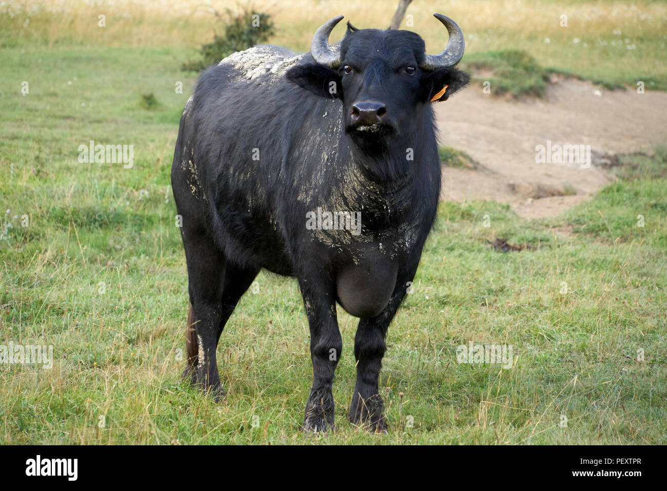 European water buffalo reintroduction for ecological restoration and rewilding, conservation, wildlife management, ranger Stock Photo