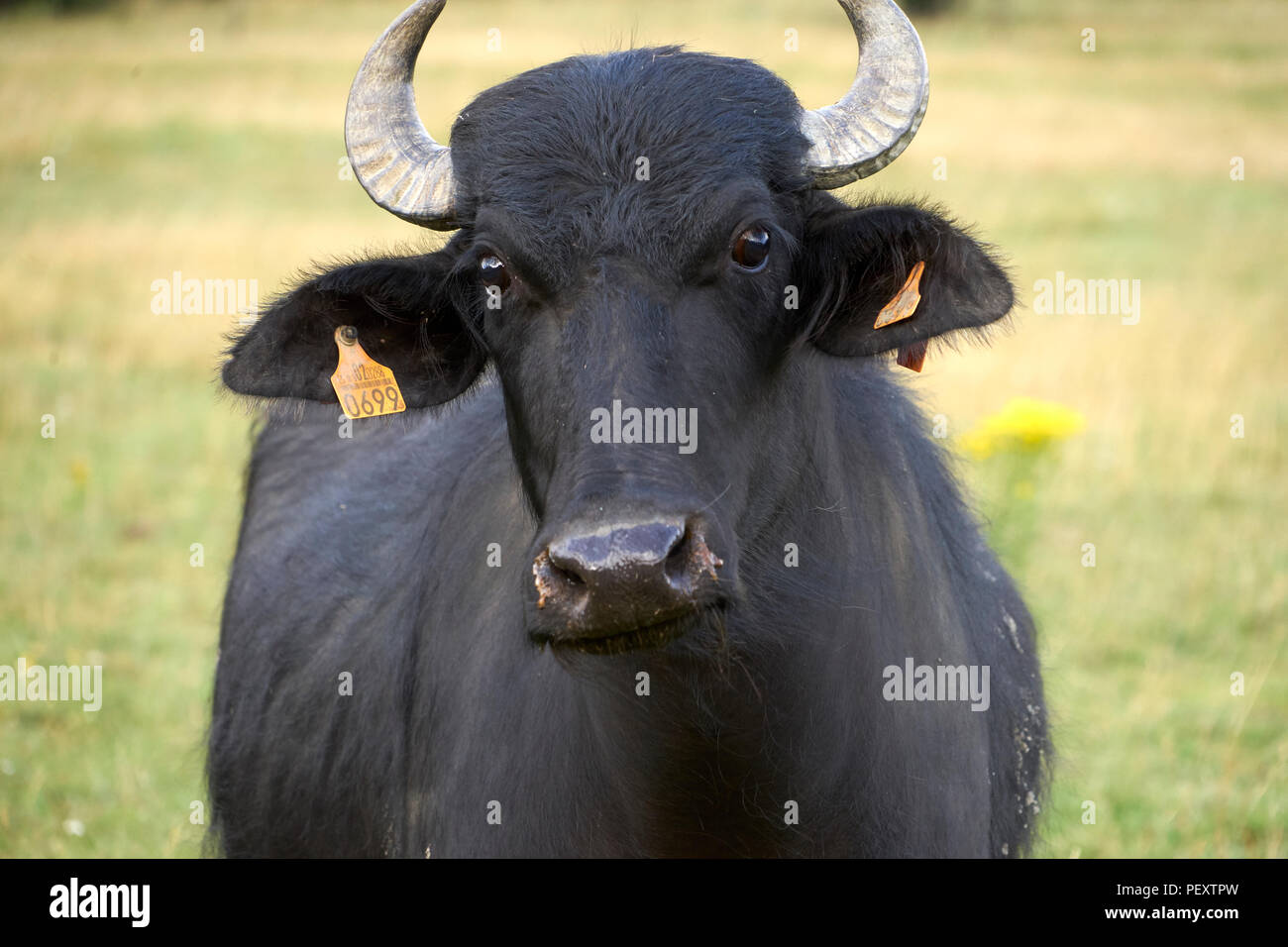 European water buffalo reintroduction for ecological restoration and rewilding, conservation, wildlife management, ranger Stock Photo