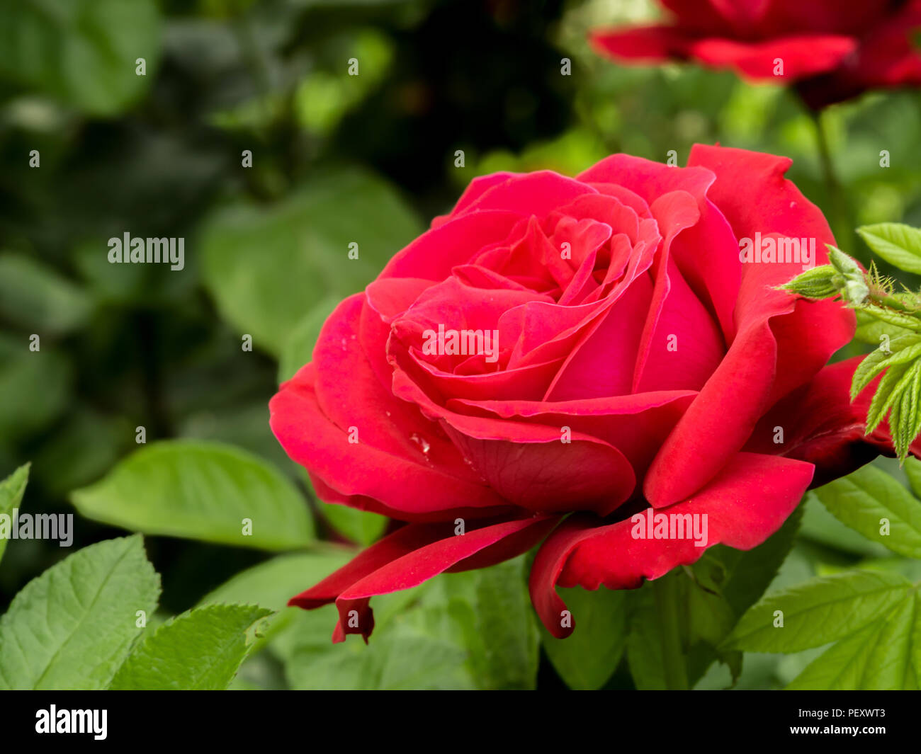 Rose with green background hi-res stock photography and images - Alamy