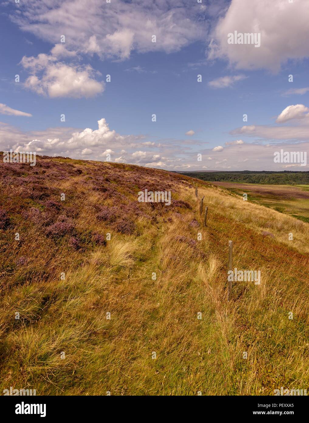 Tree on brow of hill hi-res stock photography and images - Alamy