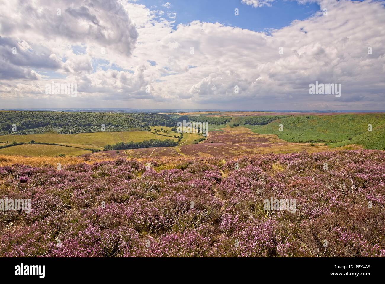 A deep and long valley cut into the North York Moors The moor stretches