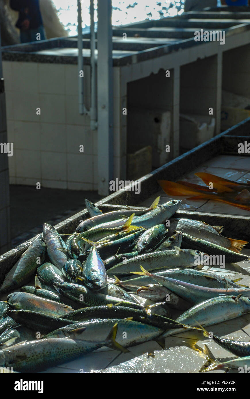 Fresh fish caught in Rio de Janeiro, fishmongers in Copacabana Stock