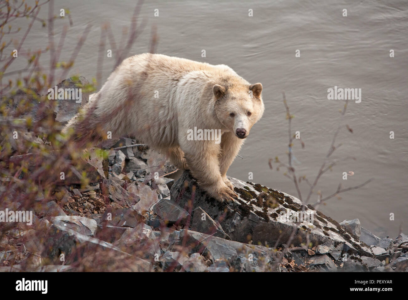 Spirit Bear along riverbank Stock Photo