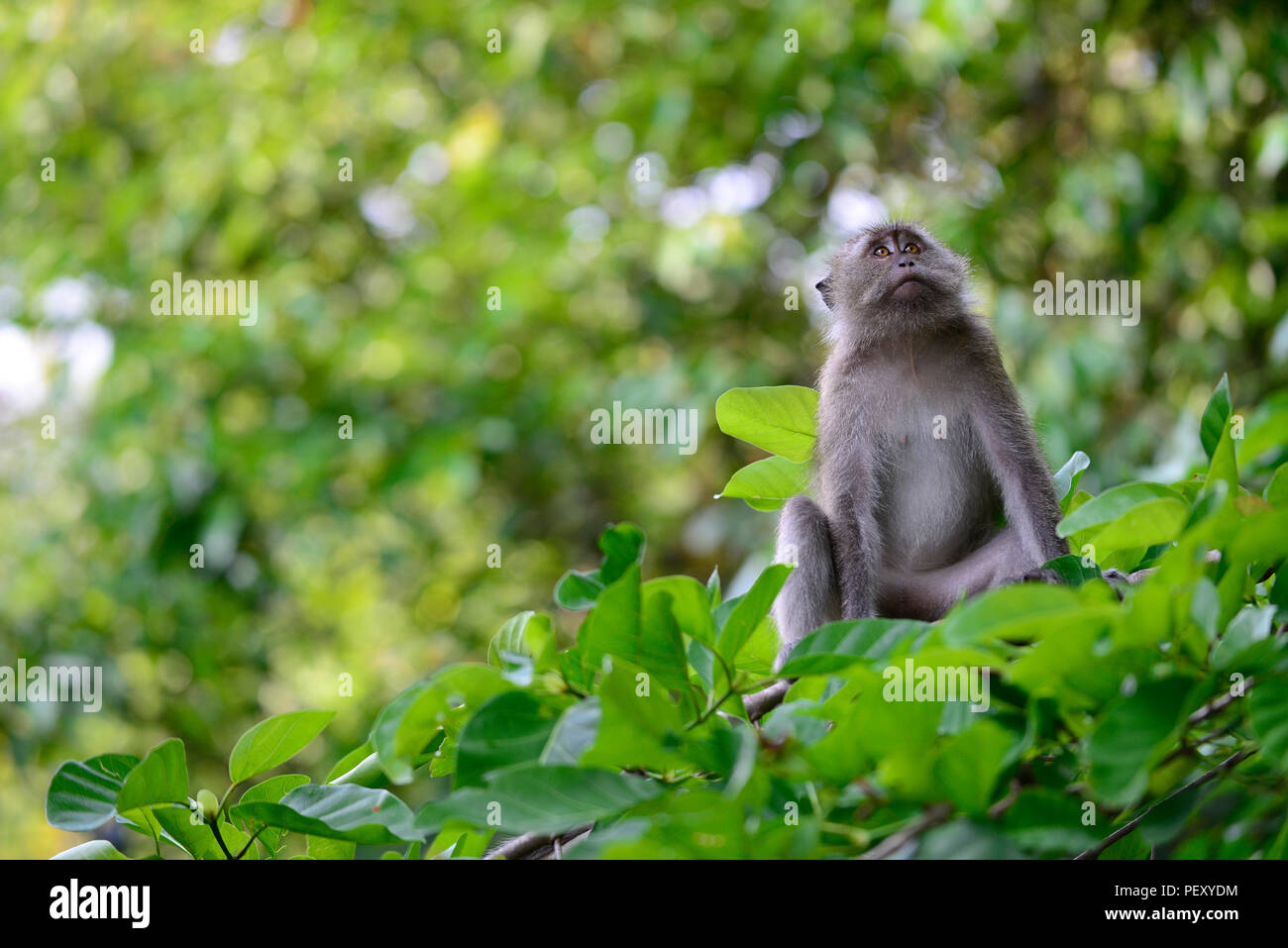 Crab-eating Macaque, Long-tailed Macaque (Macaca fascicularis ...