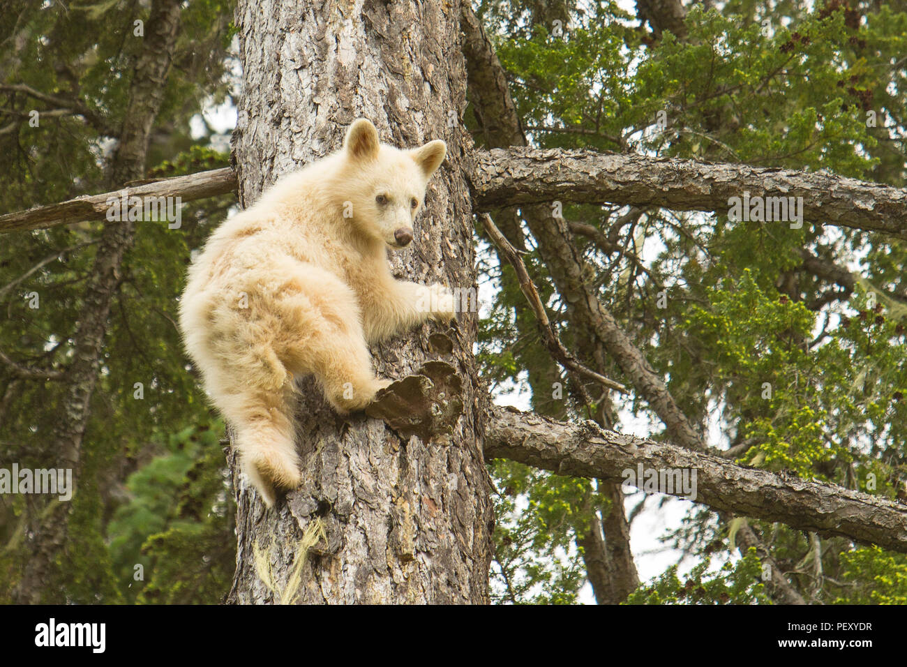 Spirit Bear Cub climbing tree Stock Photo