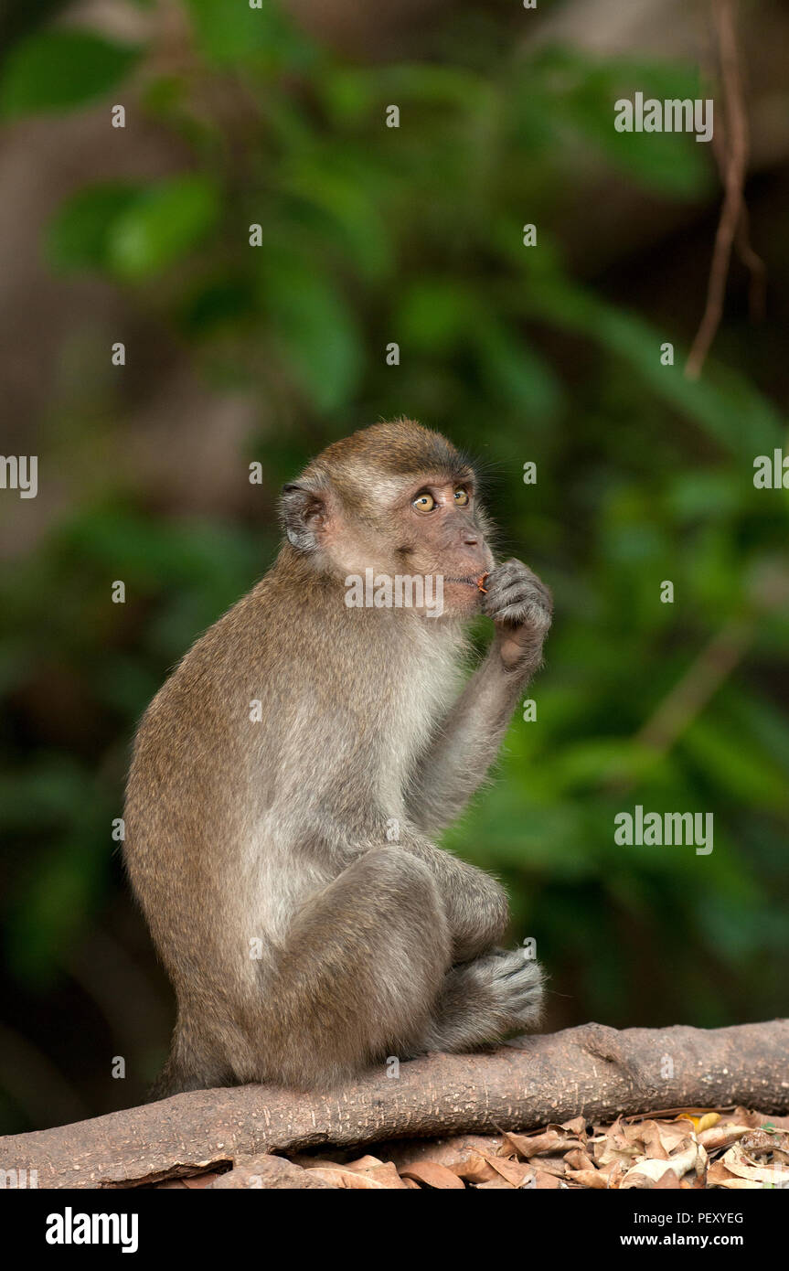 Crab-eating Macaque, Long-tailed Macaque (Macaca fascicularis ...