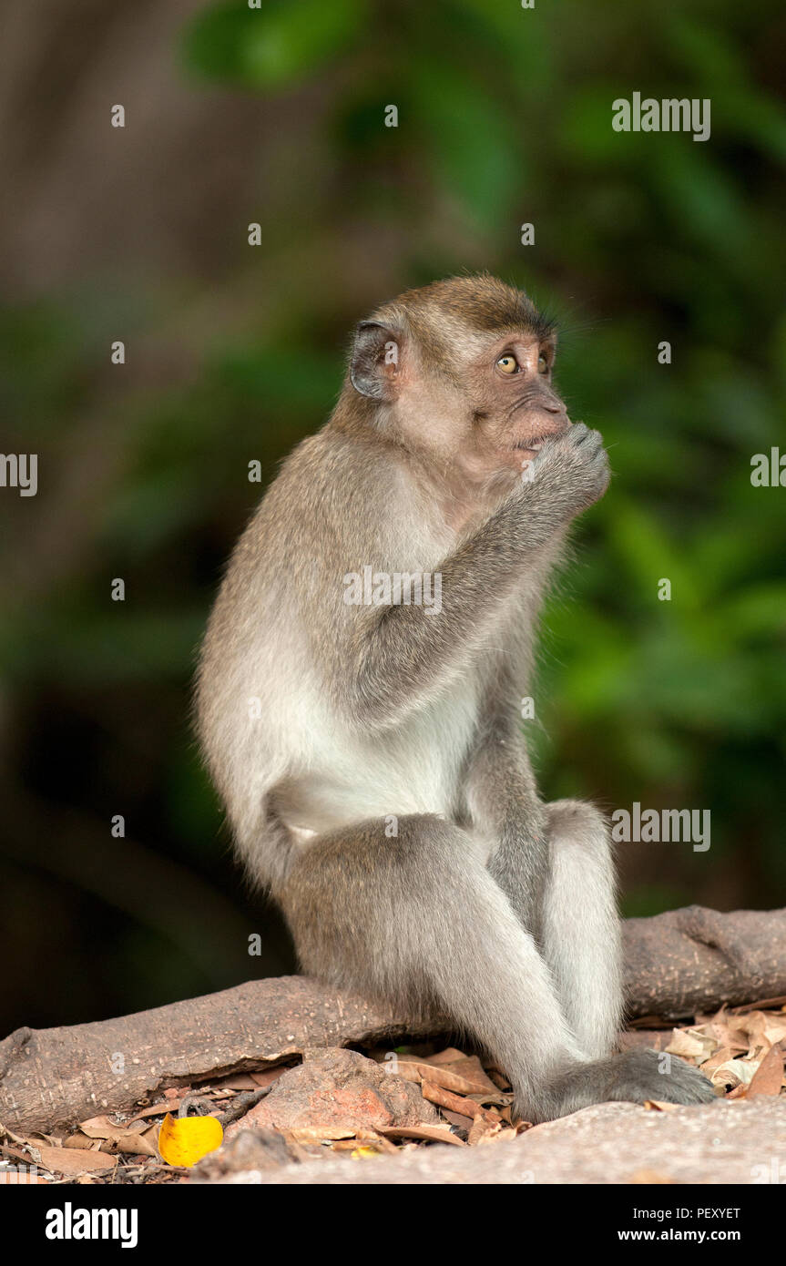 Crab-eating Macaque, Long-tailed Macaque (Macaca fascicularis ...