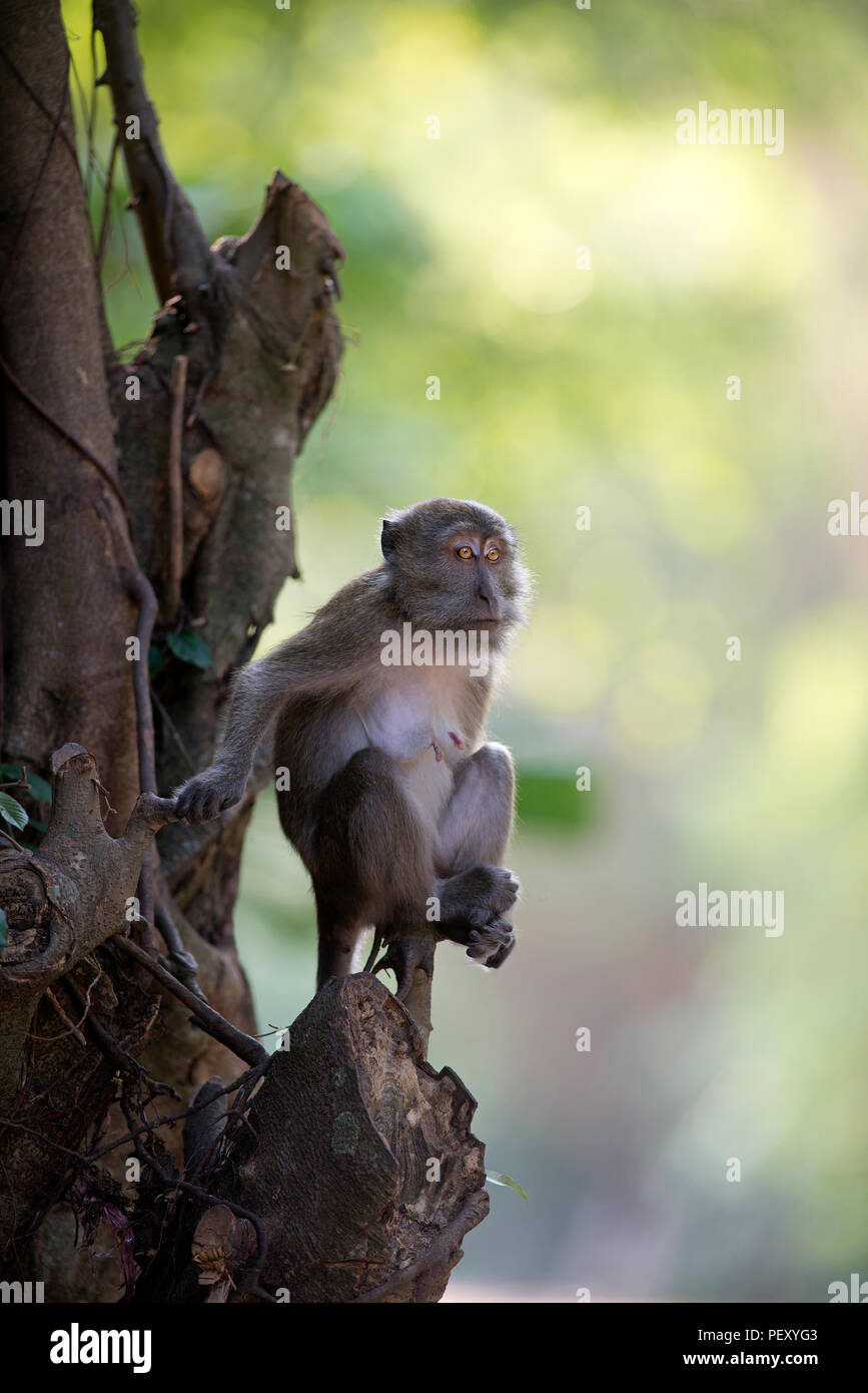 Crab-eating Macaque, Long-tailed Macaque (Macaca fascicularis), female ...