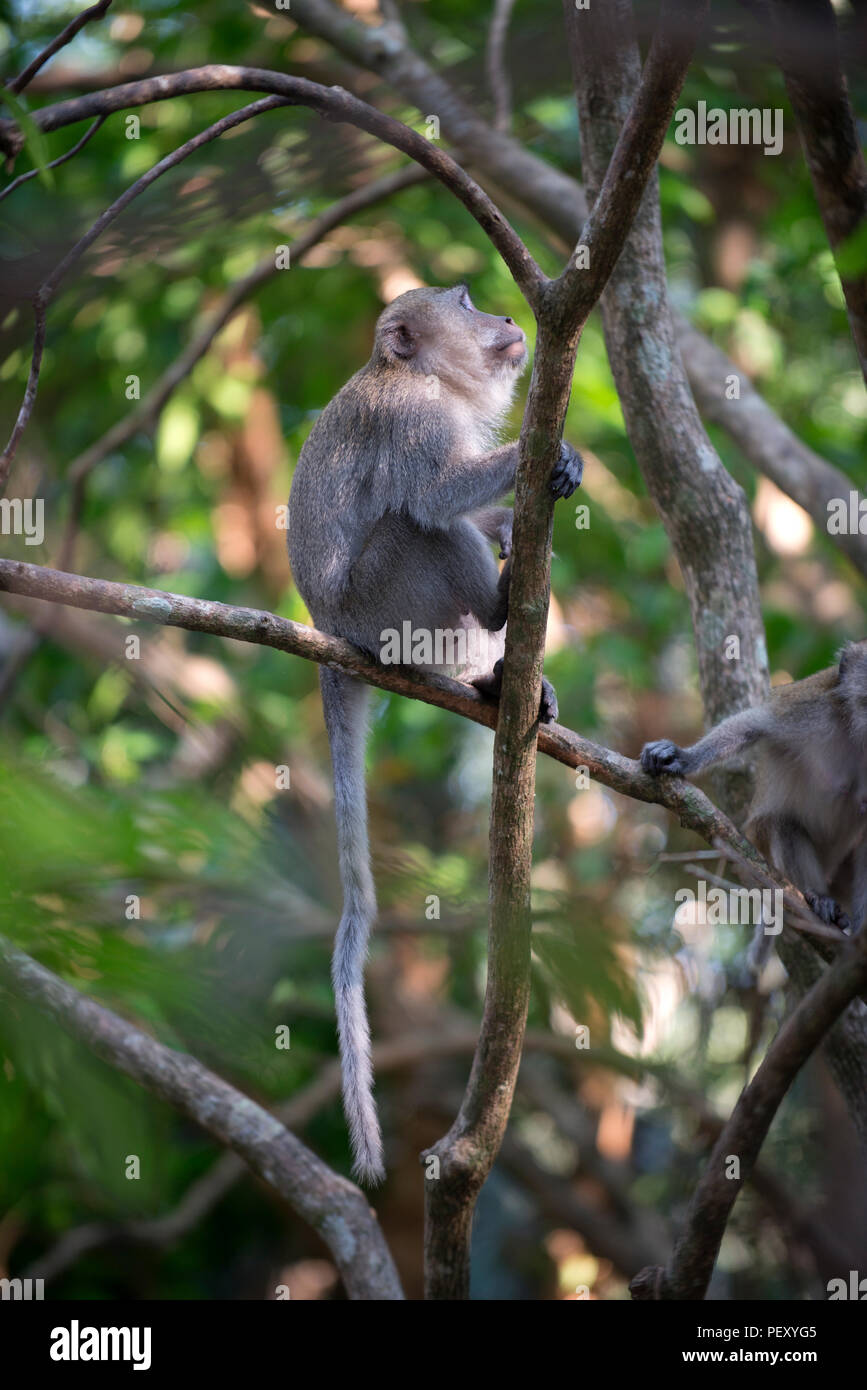 Crab-eating Macaque, Long-tailed Macaque (Macaca fascicularis ...