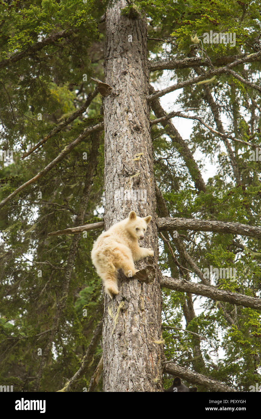 Spirit Bear Cub climbing a tree Stock Photo