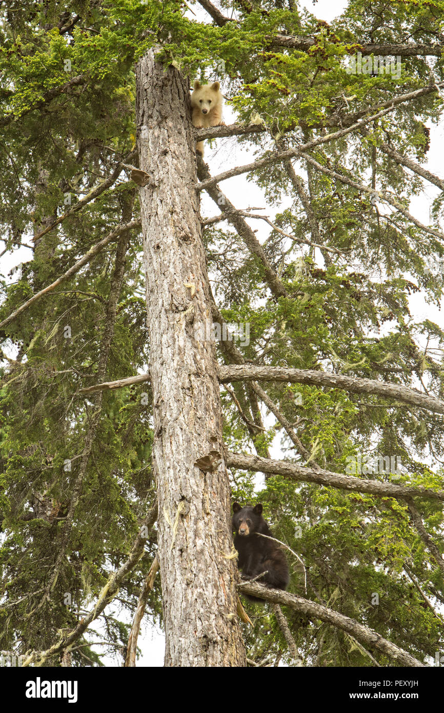 Spirit Bear Cub climbing a tree Stock Photo