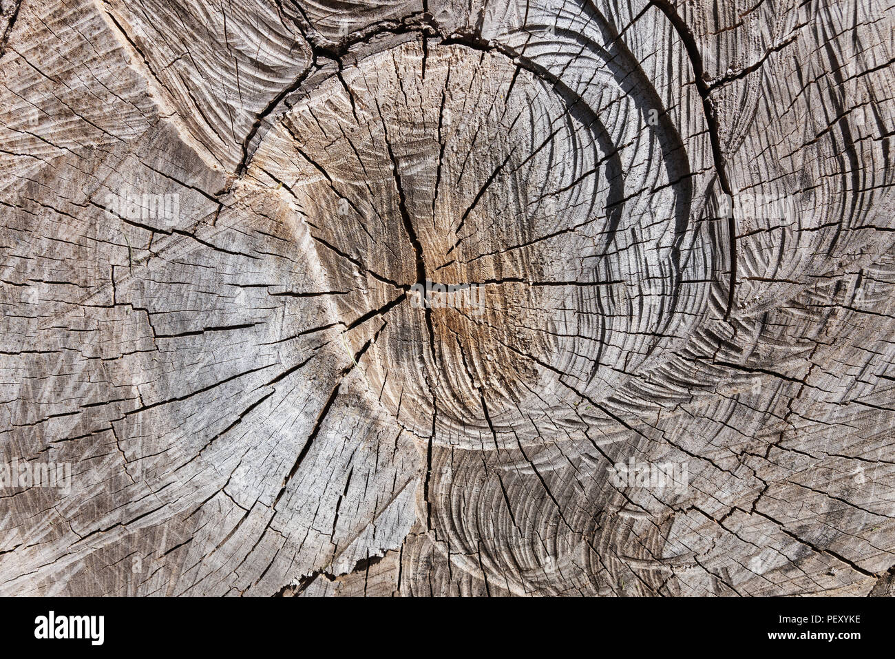 Detail view of an old tree trunk Stock Photo