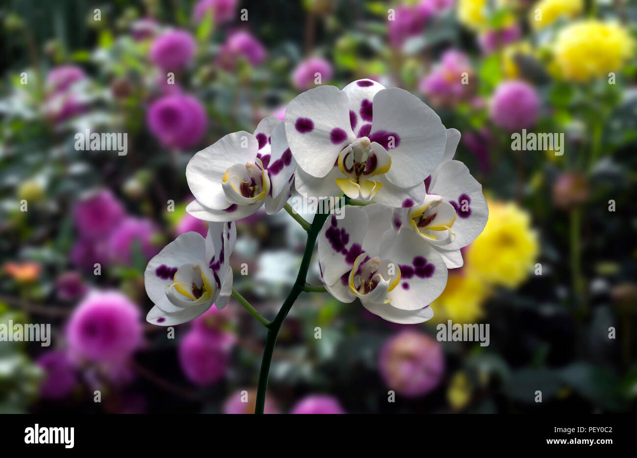 Flawers Stock Photos & Flawers Stock Images Alamy