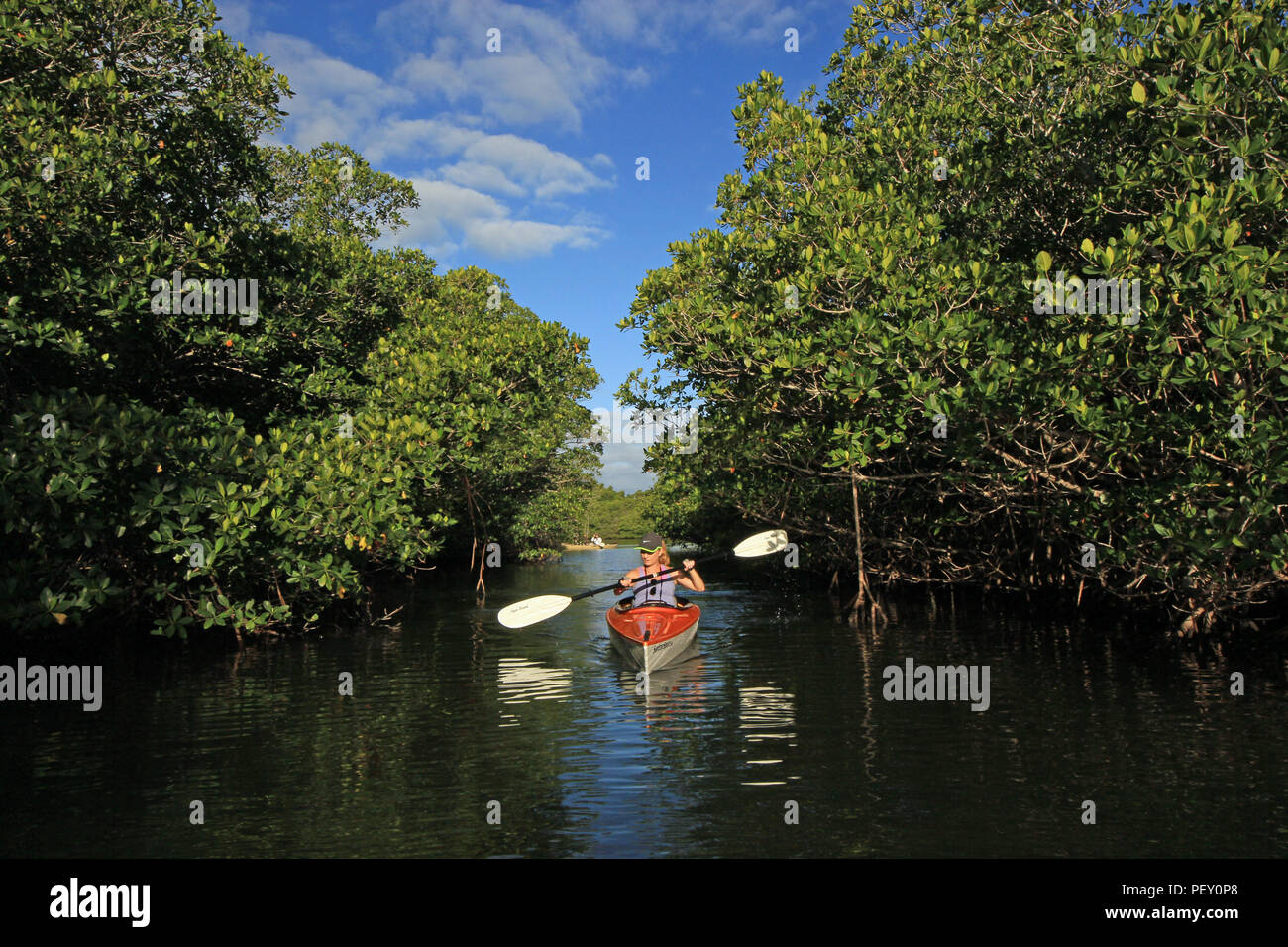 Woman kayaking amidst the mangroves of Card Sound, Florida, just east of Key Largo. Stock Photo