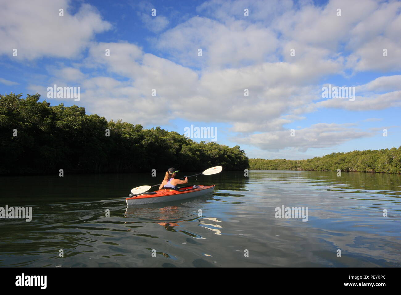 Woman kayaking amidst the mangroves of Card Sound, Florida, just east of Key Largo. Stock Photo