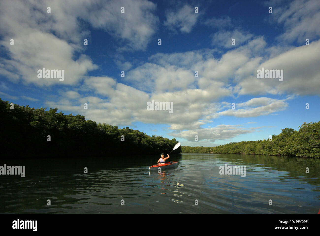 Kayak florida mangroves hi-res stock photography and images - Alamy