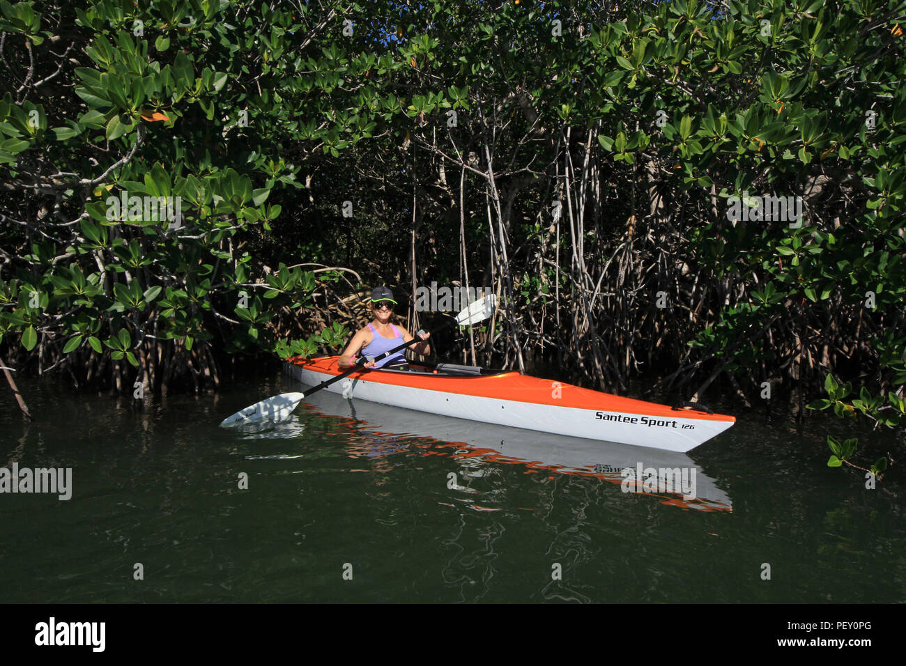 Woman kayaking amidst the mangroves of Card Sound, Florida, just east of Key Largo. Stock Photo