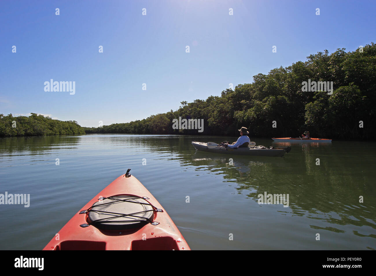 Active senior and woman kayaking amidst the mangroves of Card Sound ...