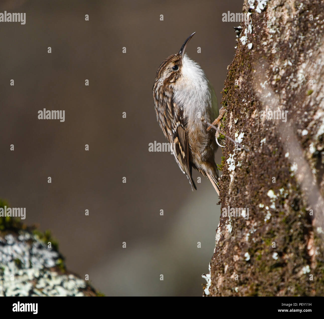 Short-toed treecreeper looking for insects on the bark of an oak Stock Photo