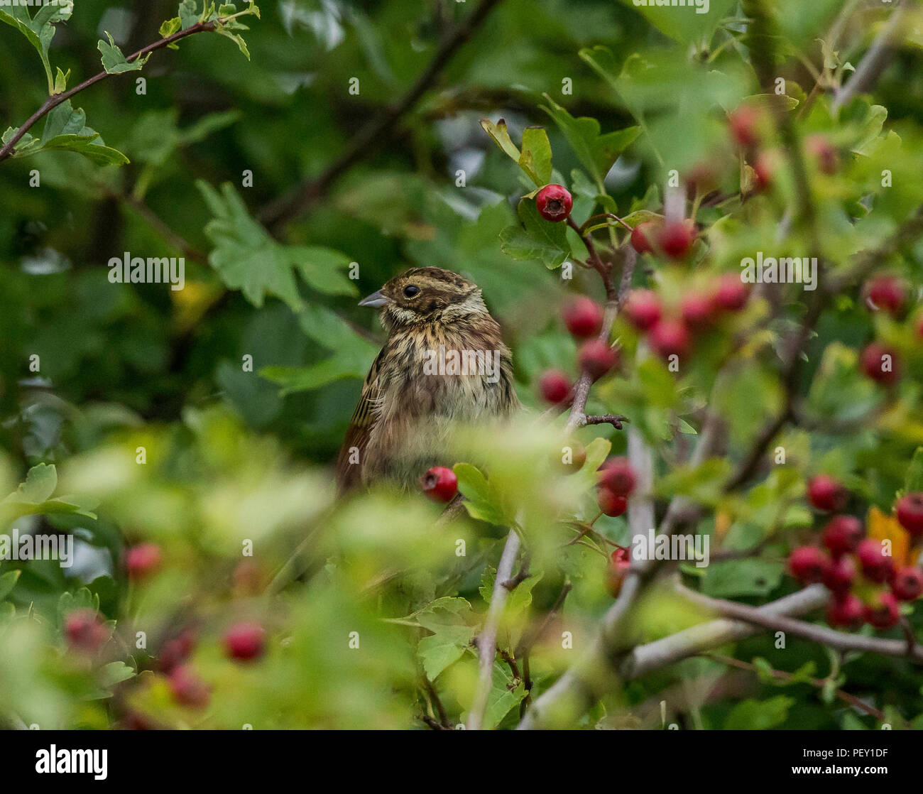 Corn Bunting Stock Photo Alamy
