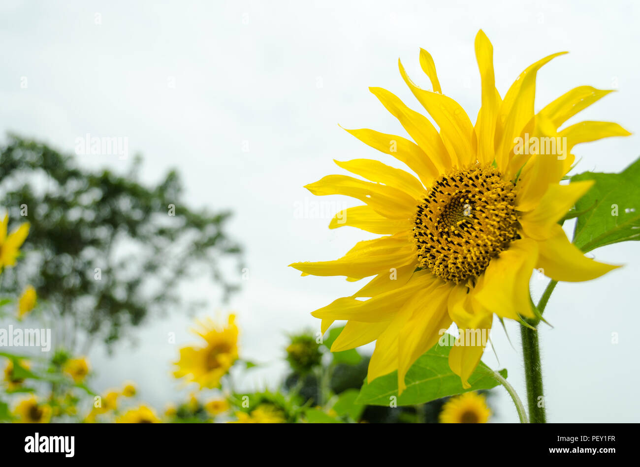 A beautiful sunflower looking at the sun in the sunflower fields in India Stock Photo Alamy