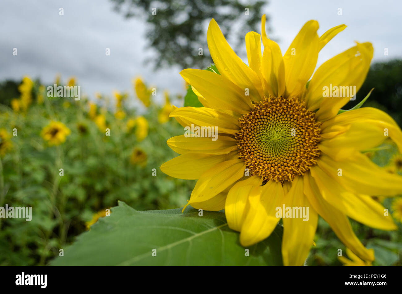 A beautiful sunflower looking at the sun in the sunflower fields in India Stock Photo Alamy